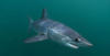Mako Shark